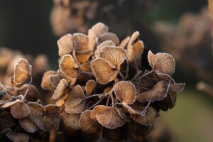 レチノールを冬に使う際の乾燥との併用方法は？